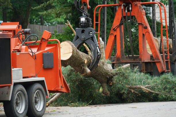 Palm Tree Trimming in Morrice, MI